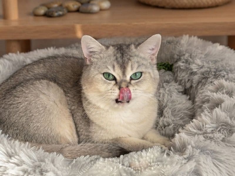 Masha - British Shorthair | Petmeetly