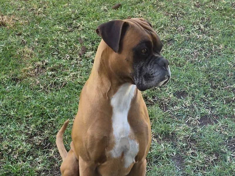 Boxer 5 years 4 months old male medium named Zeus for breeding in Camden Council, New South Wales | Petmeetly