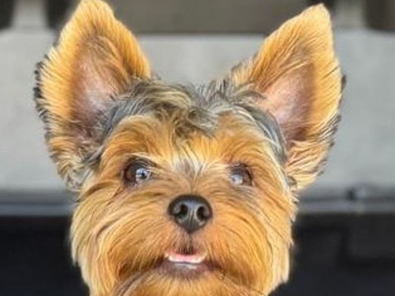 Teddy primary photo
