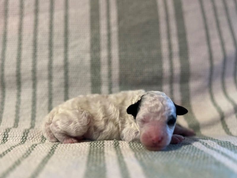 Miniature Poodle Less than 1 month old male small named Frost for sale in Clarke County, Mississippi | Petmeetly