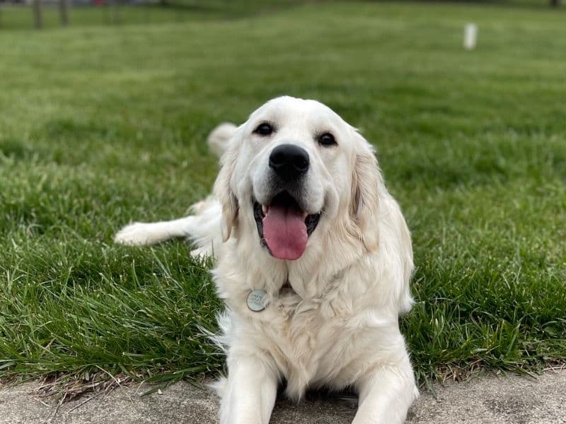 English Golden Retriever 2 years 8 months old female large named Stella for breeding in Montgomery County, Ohio | Petmeetly
