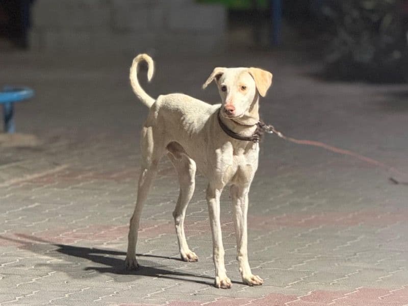 Rajapalayam 2 years 1 month old male large named Diesel for breeding in Bangalore Division, Karnataka | Petmeetly