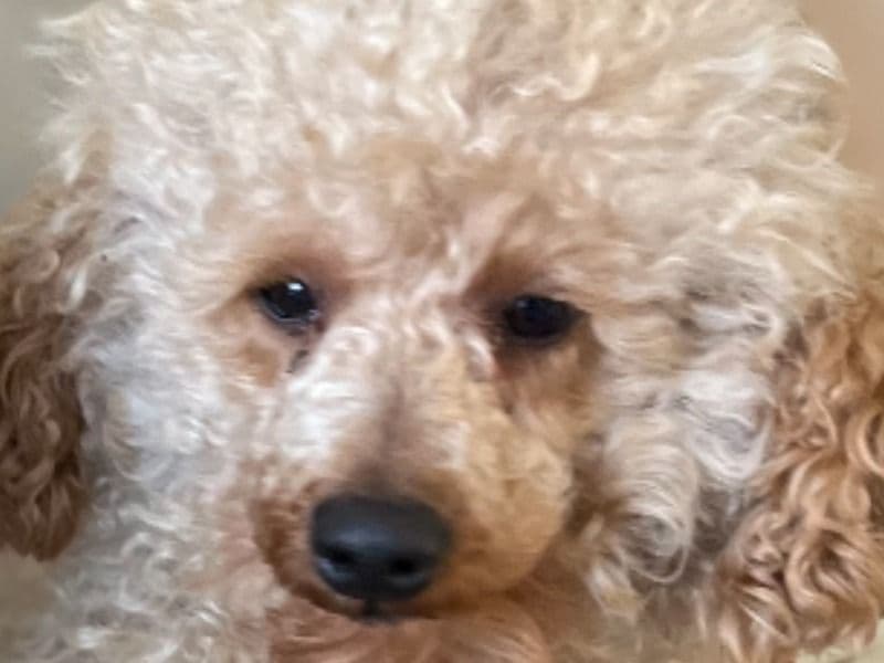 Poppy  the Miniature Poodle - Gallery photo 1