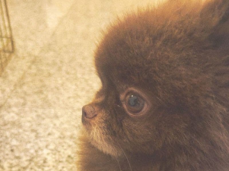 Pomeranian 3 years 1 month old male medium named Coco for breeding in Abu Dhabi Region, Abu Dhabi | Petmeetly