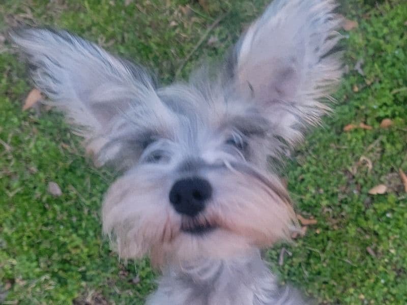 Lyla primary photo