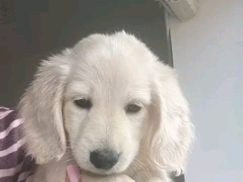 Mina - Dachshund | Petmeetly