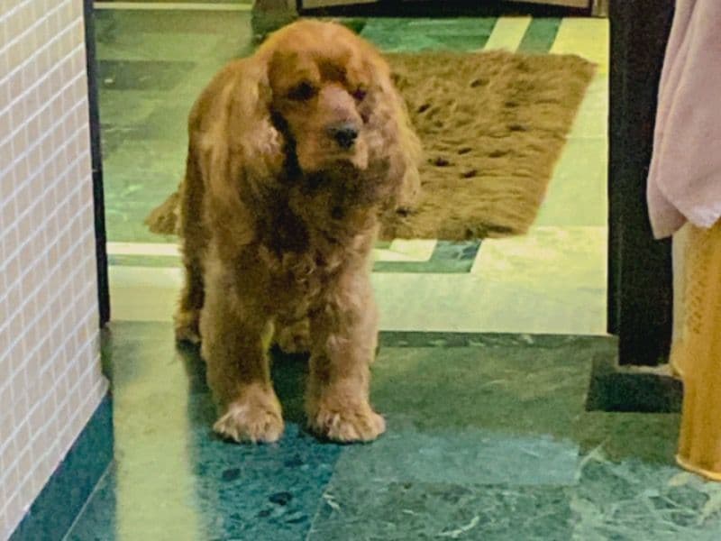 American Cocker Spaniel 3 years 2 months old male medium named Ginger for breeding in Delhi Division, Delhi | Petmeetly