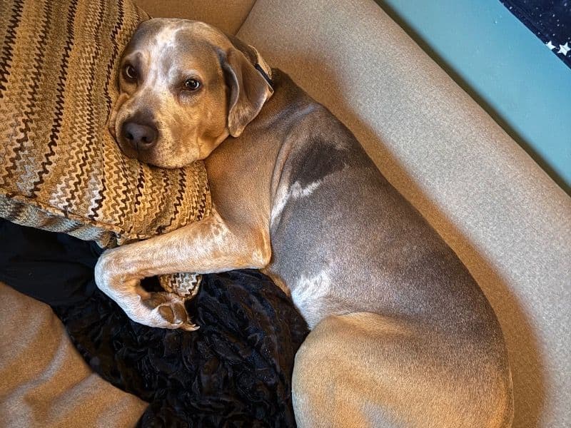 Catahoula Leopard Dog 6 years 7 months old male large named Remy for breeding in Powhatan County, Virginia | Petmeetly