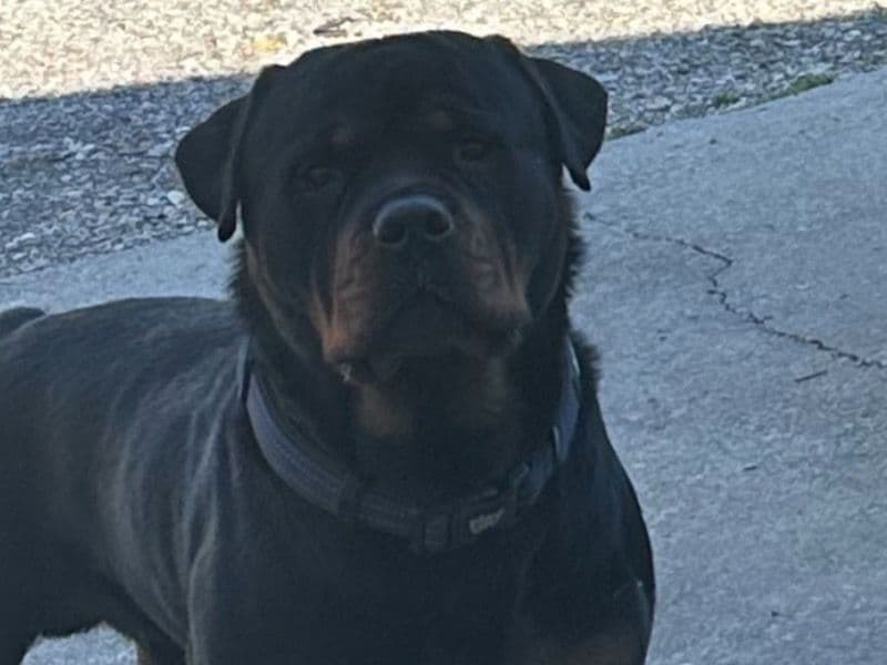 Rottweiler 3 years 11 months old male large named Jackson for breeding in Seymour, Tennessee | Petmeetly