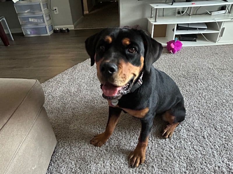 Rottweiler 2 years old female large named Hazel for adoption in Maury County, Tennessee | Petmeetly