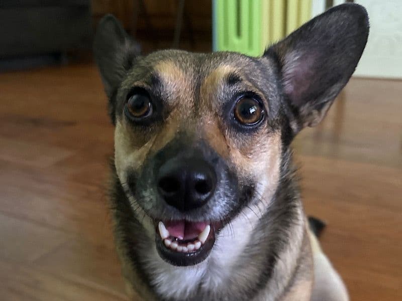 Chigi 3 years 5 months old female small named Kaci for breeding in Kaufman County, Texas | Petmeetly