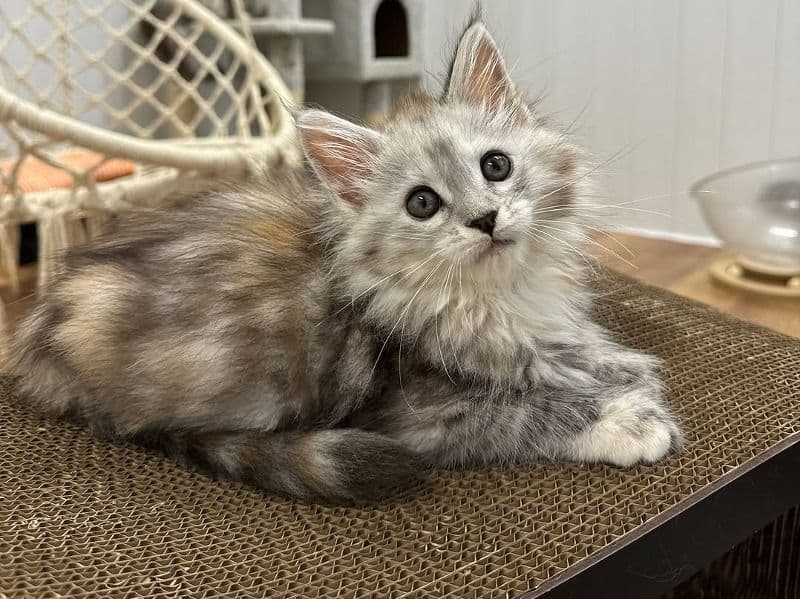 Maine Coon 8 months old female named Lilly for sale in Los Angeles County, California | Petmeetly