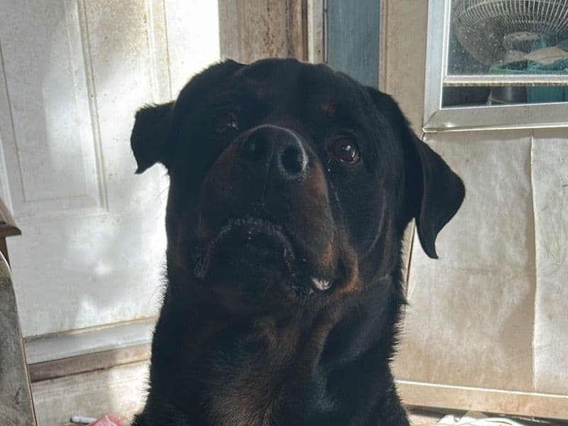Rottweiler 5 years 1 month old male extra large named Big for breeding in Cecil County, Maryland | Petmeetly