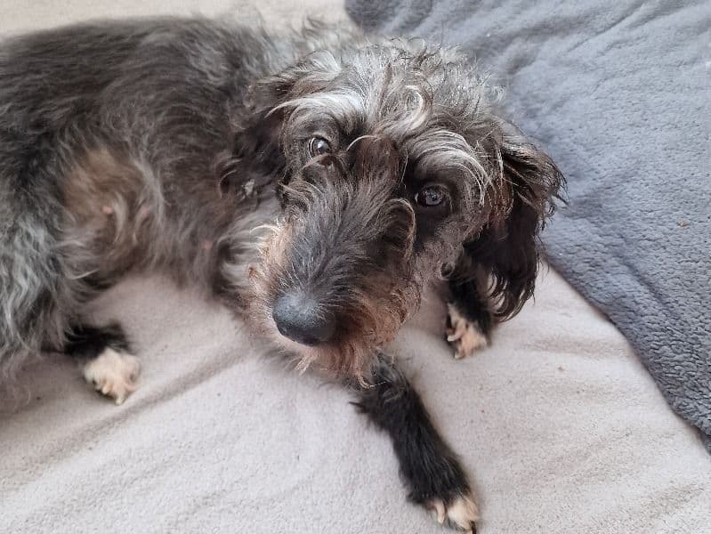 Mika primary photo