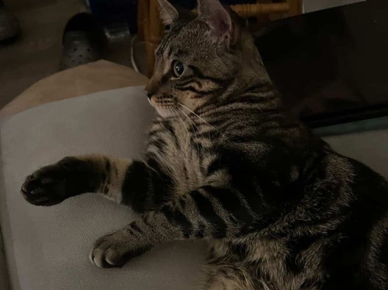 Bengal Tabby Mix 1 year 3 months old male named Midna for breeding in Adams County, Colorado | Petmeetly