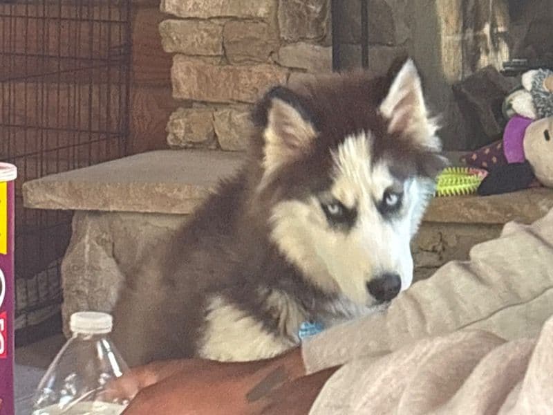 Siberian Husky 5 months old male medium named Marley for sale in Catoosa County, Georgia | Petmeetly