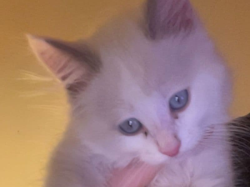 Princess primary photo