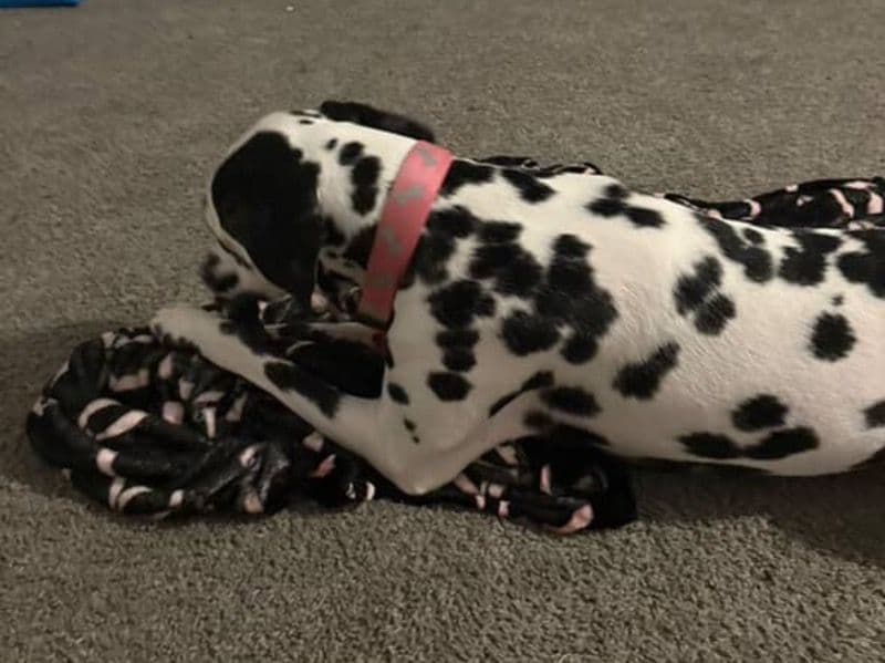 Dalmatian 1 year 3 months old female medium named Luna for sale in Baltimore, Maryland | Petmeetly