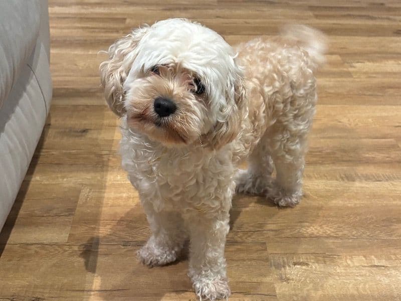 Maltipoo 4 years 6 months old female medium named Zoe for breeding in Orange County, California | Petmeetly