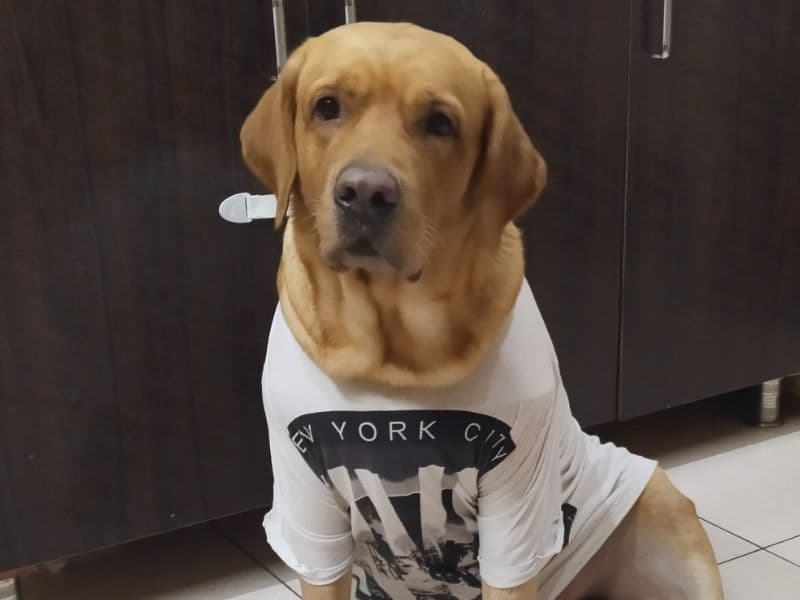 Simba primary photo