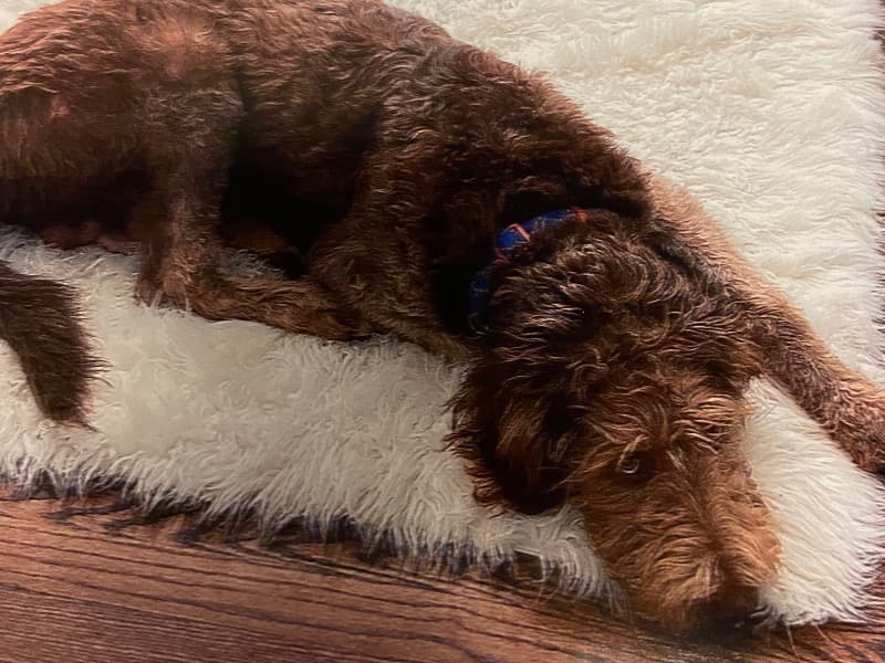 Louie primary photo