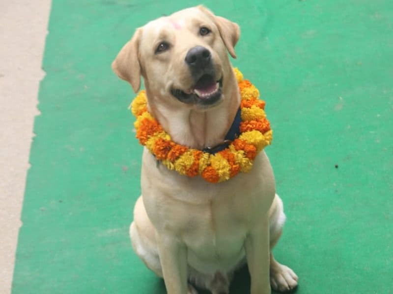 Simba primary photo