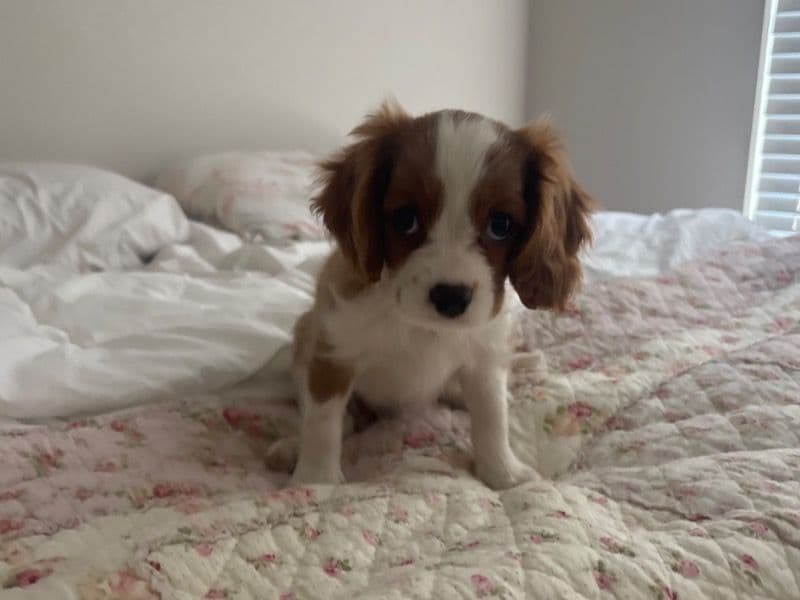 Cavalier King Charles Spaniel 3 months old female small named Chloe for sale in Hillsborough County, Florida | Petmeetly