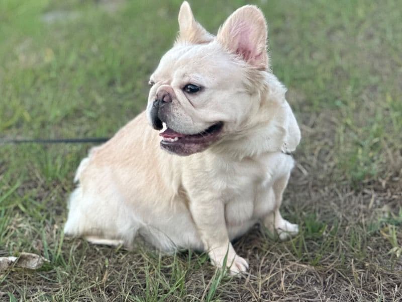 French Bulldog 3 years old female small named Lola for adoption in Highlands County, Florida | Petmeetly