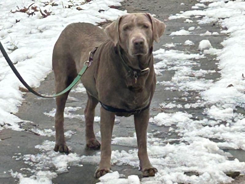 Silver Labrador 4 years 11 months old male extra large named Bear for breeding in DeKalb County, Georgia | Petmeetly