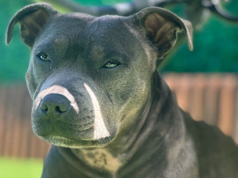 Bonnie primary photo