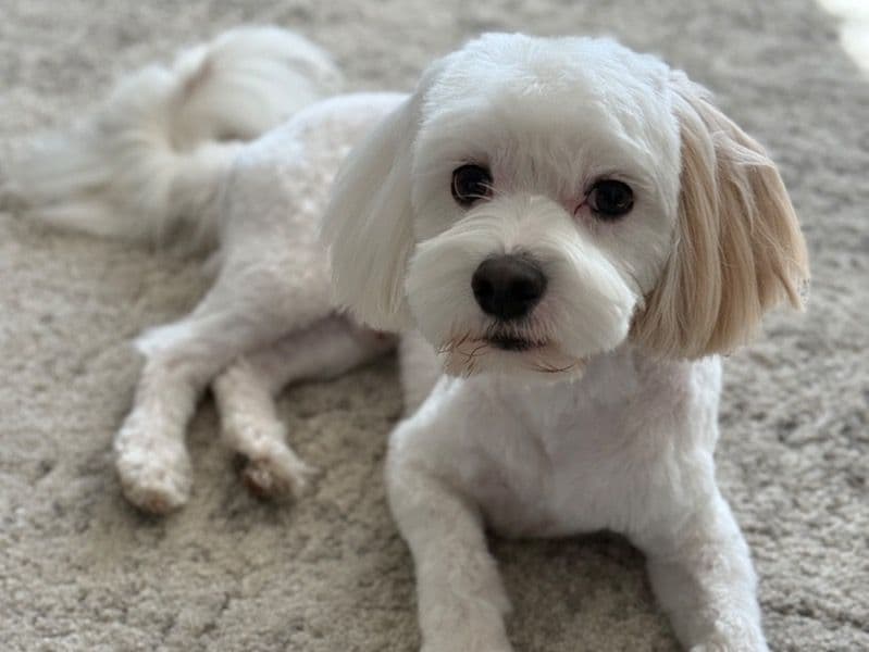 Milo primary photo