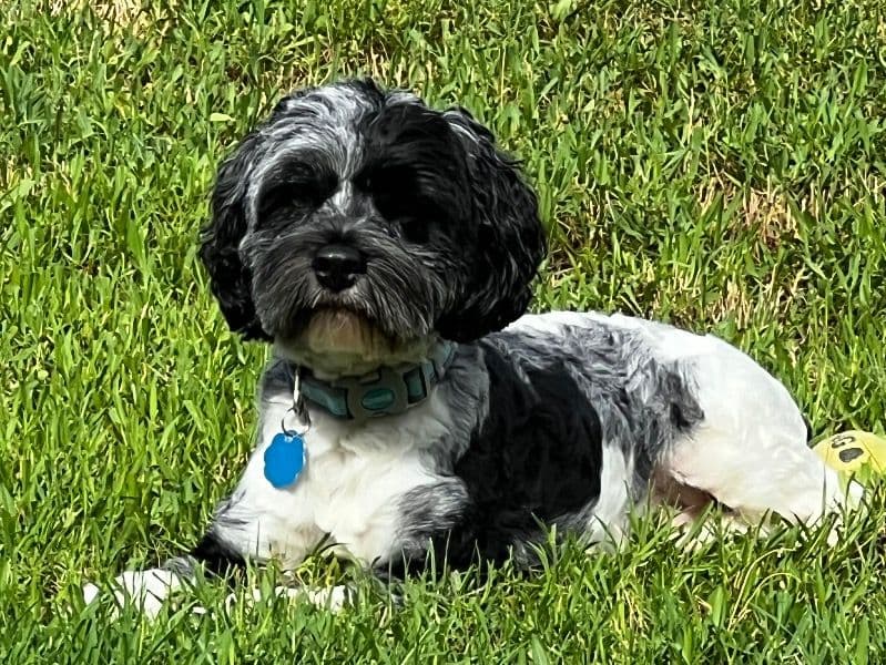 Cockapoo 1 year 10 months old male small named Buck for breeding in Cleveland County, Oklahoma | Petmeetly
