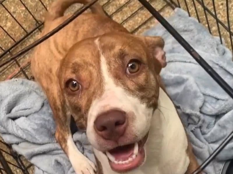 American PitBull Terrier 2 years 4 months old female medium named Diamond for breeding in St. Louis, Missouri | Petmeetly