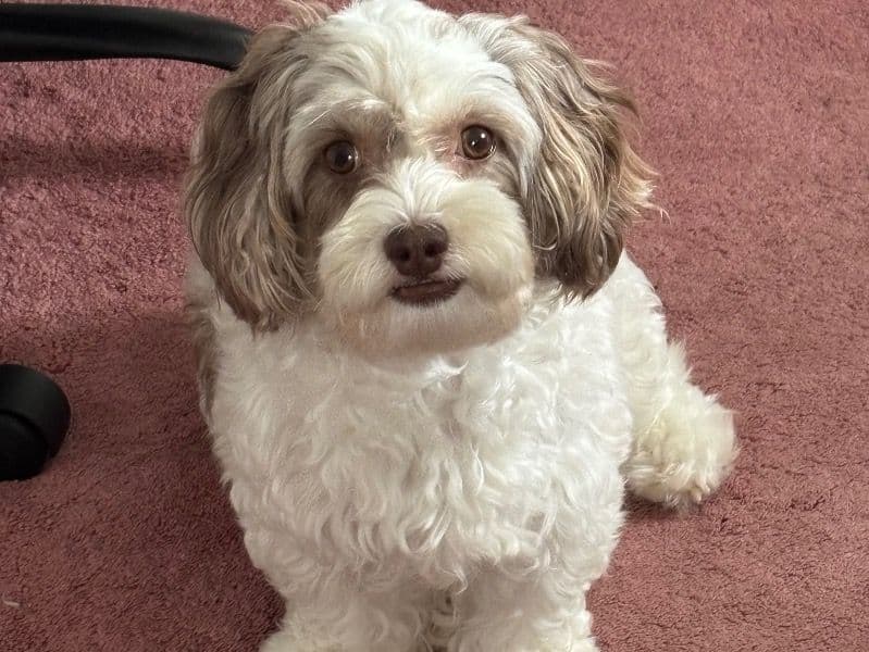 Maltese 4 years 2 months old female small named Olivia for breeding in Miami-Dade County, Florida | Petmeetly