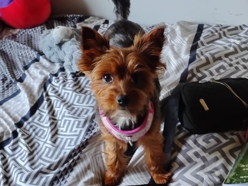 Daisy primary photo