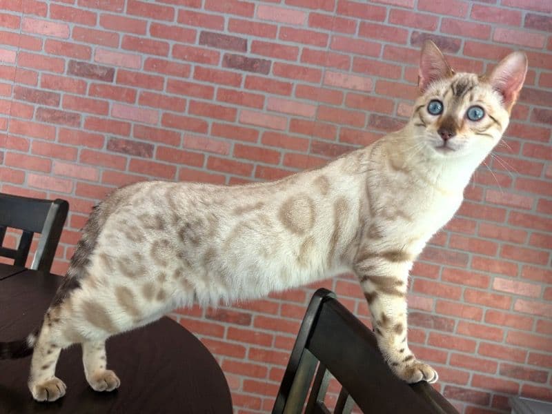 Benito - Bengal | Petmeetly