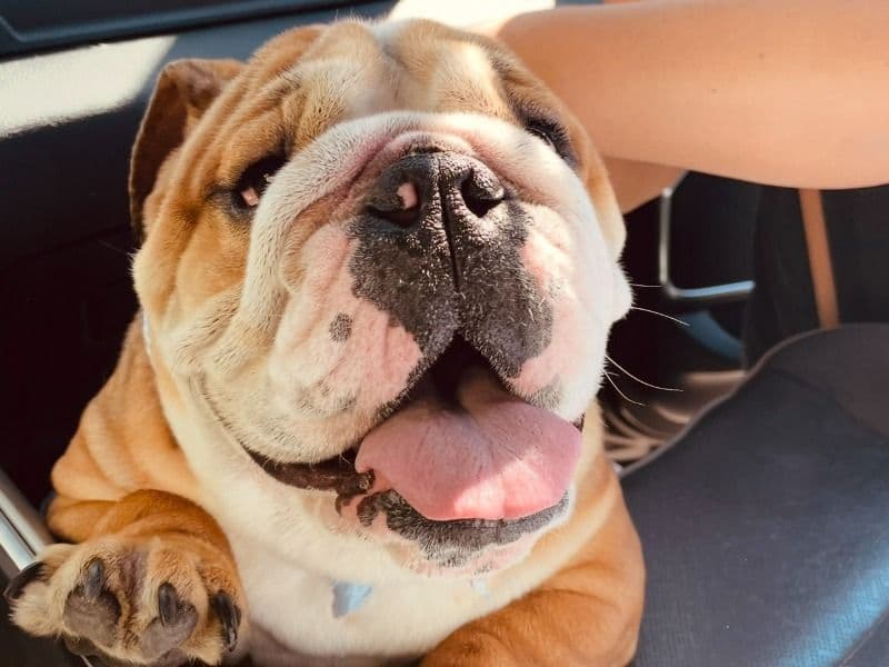 Old English Bulldog 1 year 7 months old male medium named Trevor for breeding in Orange County, Florida | Petmeetly