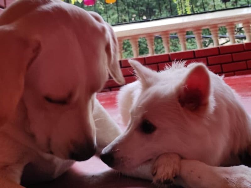 Pomeranian 4 years 7 months old male medium named Smokey for breeding in Bangalore Division, Karnataka | Petmeetly