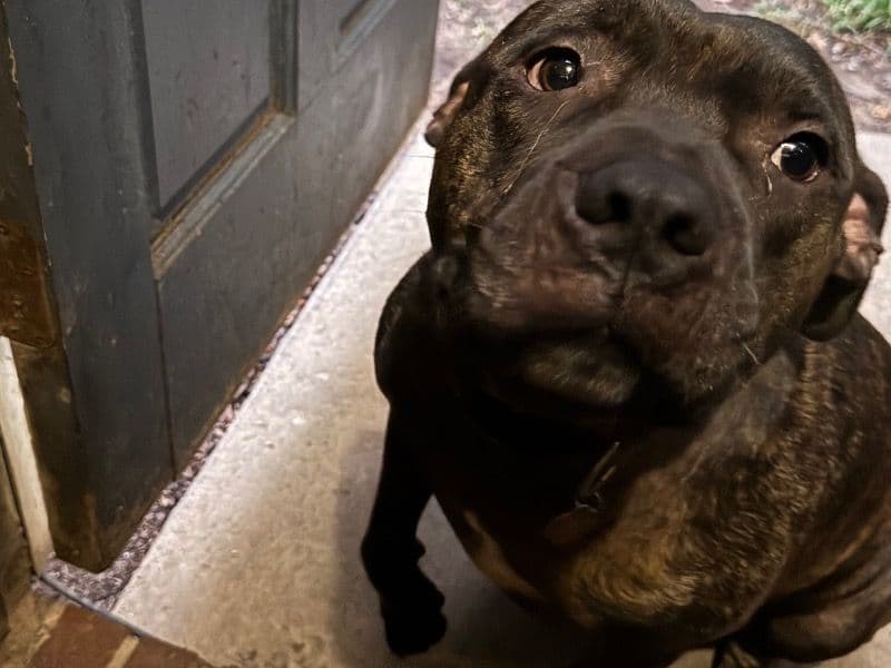 Brindle Pitbull 3 years 6 months old male large named Ozzy for adoption in Mecklenburg County, North Carolina | Petmeetly