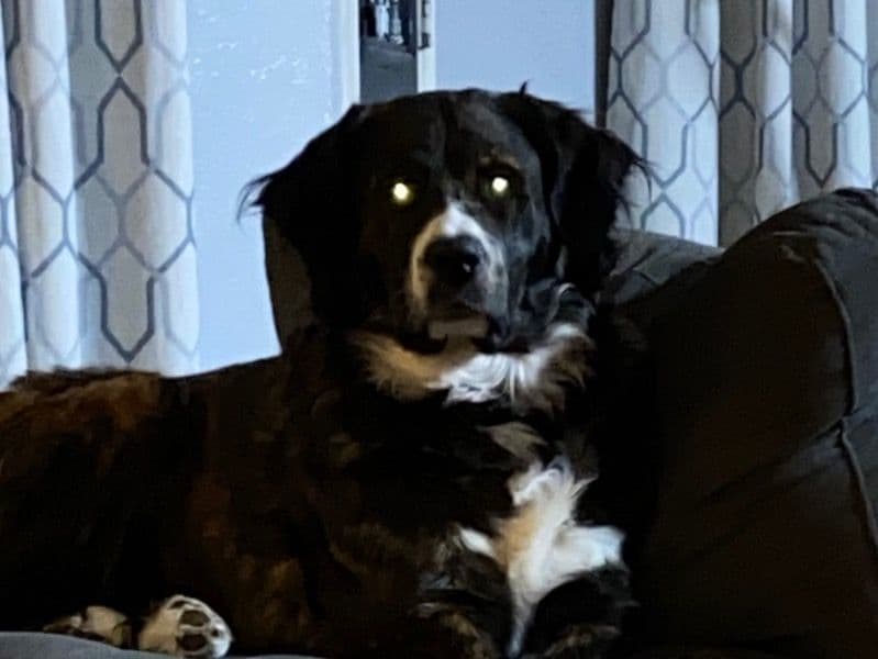 Bernese Mountain Dog 3 years 4 months old female large named Gia for breeding in Brazos County, Texas | Petmeetly