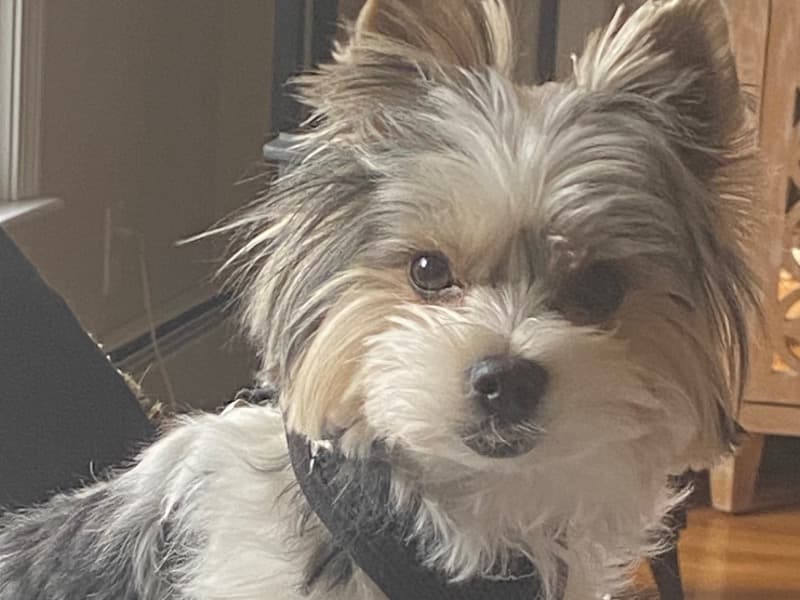 Milo primary photo