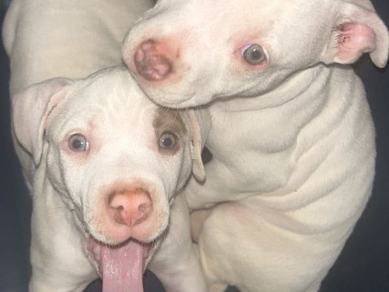 American Bully 2 months old female small named Snow White for sale in Jasper County, Georgia | Petmeetly