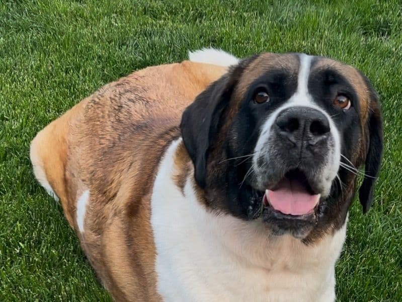 Saint Bernard 3 years 4 months old female extra large named Nala for breeding in Edmonton, Alberta | Petmeetly