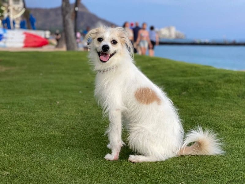 Jack Tzu 5 years 4 months old male small named Jax for breeding in Honolulu County, Hawaii | Petmeetly