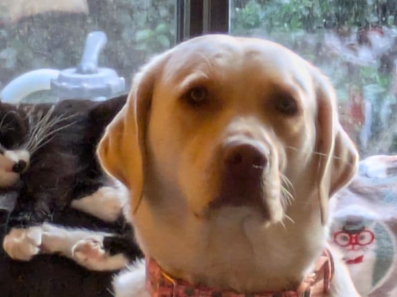 Labrador Retriever 3 years 8 months old female large named Maggie for breeding in San Benito County, California | Petmeetly