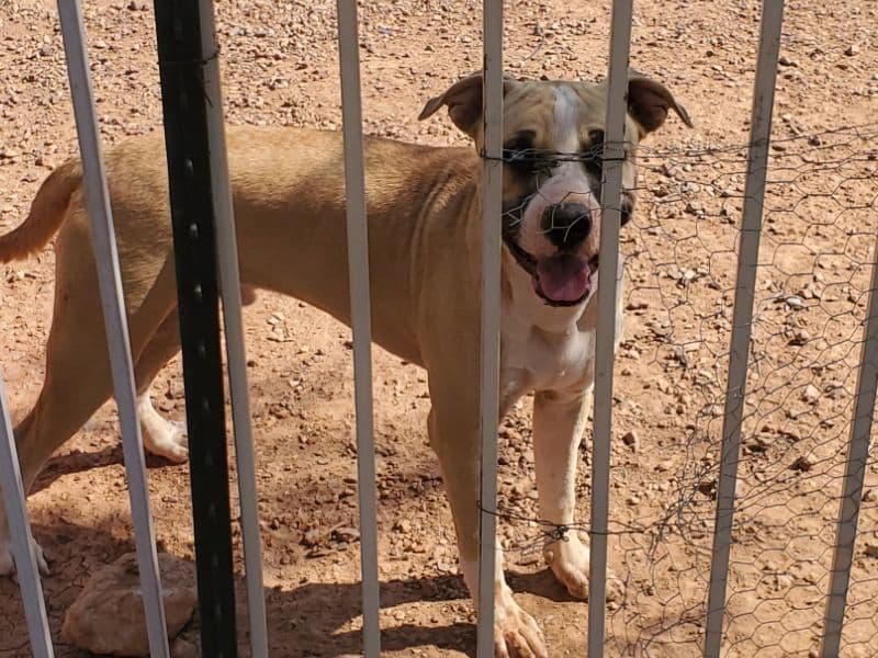 German Shepherd 1 year old male medium named Rocky for adoption in Pinal County, Arizona | Petmeetly