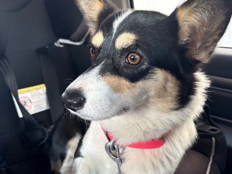 Corgi 1 year 2 months old female small named Wrenley for breeding in Baker County, Oregon | Petmeetly