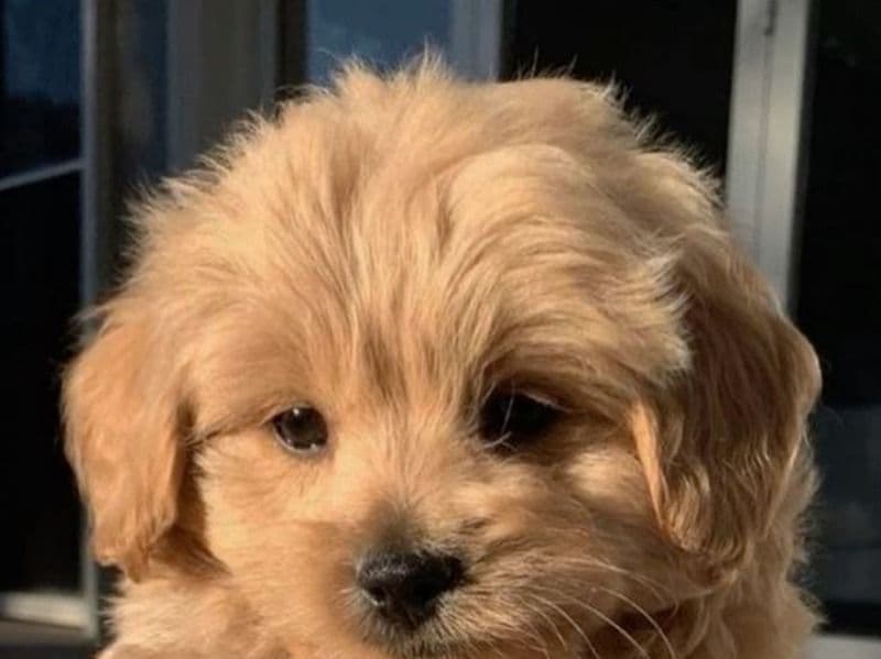 Affenpinscher 1 year 2 months old female small named Angel for sale | Petmeetly