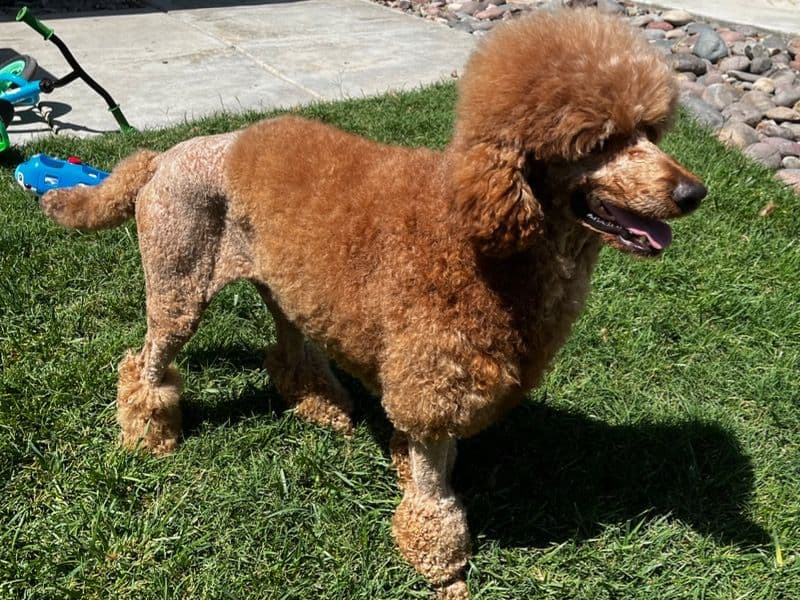 Standard Poodle 3 years 4 months old male large named Remy for breeding in Riverside County, California | Petmeetly
