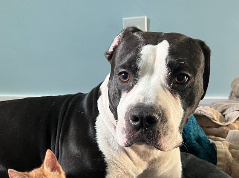 American PitBull Terrier 6 years old female medium named Bella for adoption in Duval County, Florida | Petmeetly